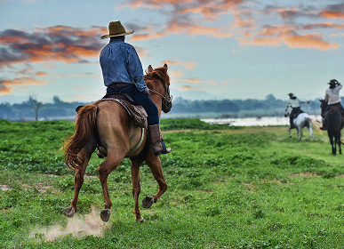 The Art of Building Trust With Your Horse